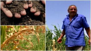 Seceta distruge culturile din mai multe judeţe ale ţării. Fermierii speră la o minune