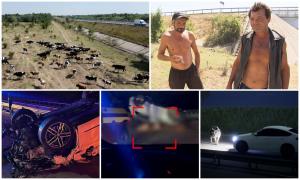 ANIMAŢIE. Vacă, lovită de două maşini pe A3. Cum ar fi ajuns animalul pe autostradă