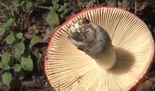 Cinci copii şi un adult au ajuns la spital, după ce au mâncat ciuperci culese din pădure. "Au început să se simtă rău"