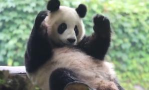 Un urs panda, viral pentru 