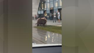 Imagini inedite în aeroportul din Timişoara. Trei porci, surprinşi la terminalul plecări Schengen
