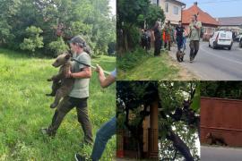 Abandonaţi de mama lor speriată, trei ursuleţi s-au urcat într-un cireş şi au început să plângă după ea, în Mureş. Doi dintre ei au fost salvaţi