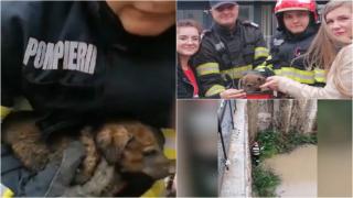 Cățeluș salvat de la moarte sigură, după ce a căzut 6 metri în fundaţia inundată a unui bloc în construcţie. A urlat cu disperare până a fost auzit