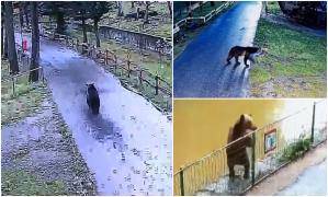 Un urs terorizează de câteva zile Grădina Zoologică din Târgu Mureș. La ultima "vizită", sălbăticiunea a sfâşiat o căprioară