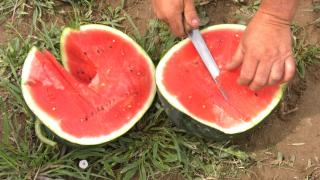 Pepenii româneşti, mai devreme în pieţe. Familia Kondor din Bihor a ajuns deja cu producţia la tarabe