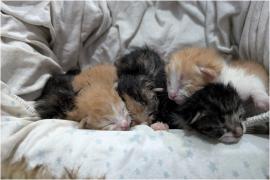 Cinci pisoi înghesuiţi într-o pungă de plastic strâns legată, salvaţi de doi copii în Suceava. Puiuţii erau aruncaţi într-un coş de gunoi