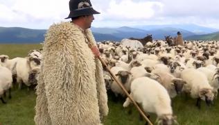 "Vin pe noi grămadă, vă rog să mă credeţi". Turiştii fac coadă pentru a face poze cu ciobanii şi oile pe Poteca Dracului