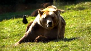 Numărul apelurilor la 112, prin care a fost semnalată prezența urșilor, a crescut de peste 4 ori în ultimii 5 ani. 7 mii de apeluri doar în 2023