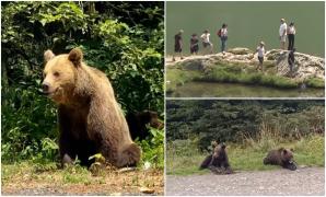 Locul de pe Transfăgărăşan unde urşii îşi fac veacul, în ultima perioadă, în căutare de hrană. "Nu recomand nimănui să se apropie"