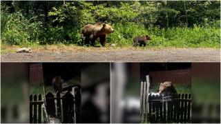 Salvamont: Mai multe trasee turistice nu mai sunt sigure, din cauza urşilor. Cele mai periculoase zone
