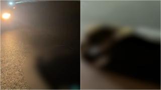 Urs lovit mortal de maşină, pe DN1. Animalul, spulberat în momentul în care a vrut să traverseze strada