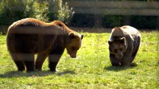 Legea care dă "verde" la uciderea urșilor, votată de plenul Camerei Deputaților. Câte animale vor putea fi ucise anual