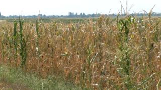 Dezastru în agricultură, din cauza secetei. Culturile de floarea soarelui și porumb au fost pârjolite de soare: "Nu avem ce să recoltăm"