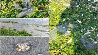 Stațiunea invadată de alge și meduze. Plajele pe care turiştii au ajuns să le evite