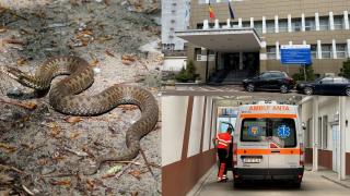 Femeie în stare gravă după ce a fost atacată de un şarpe, în Botoşani. Simptomele pe care le-a avut imediat după mușcătură