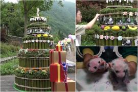 Petrecere surpriză pentru ursuleţii panda, la un zoo din China. Îngrijitorii le-au pregătit un tort din bambus de cinci etaje