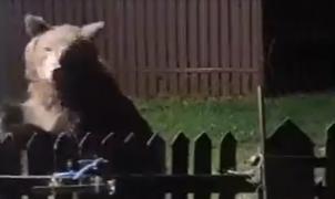 Teroare continuă în Buşteni: Un urs apare constant în zonele locuite. Oamenii nu mai sună la 112 pentru că autorităţile nu pot să rezolve problema