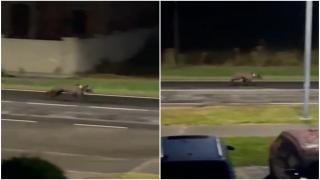 Urs filmat cum aleargă pe o stradă din Sebeș. Speriat de maşini, animalul s-a făcut nevăzut