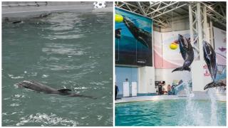 Baby, primul pui de delfin născut în captivitate în România, a murit la patru luni. Descoperirea făcută de medici
