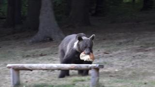 Urșii au atacat de 4 ori în doar 24 de ore. Activiștii de mediu avertizează: Nu se mai tem de oameni