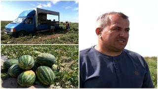 Familia Crețu cultivă pepeni pe aproape 10 hectare. Cu cât vinde kilogramul de lubeniţă
