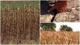 Seceta face prăpăd în România. Agricultorii, în pragul catastrofei: "Nu am mai văzut aşa ceva din 2003"