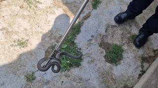 Un bărbat din Bascov s-a trezit cu şarpele de 2 metri în dormitor. A sunat disperat la 112