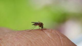 Simptomele infectării cu virusul West Nile. A fost înregistrat primul caz în România din 2024
