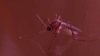 West Nile, prezent în patru sectoare din Capitală. Unde au fost găsite larve de ţânţari purtători ai virusului