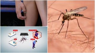 Risc major de epidemie cu virusul West Nile în Bucureşti. Cum ne protejăm de înţepăturile de ţânţari