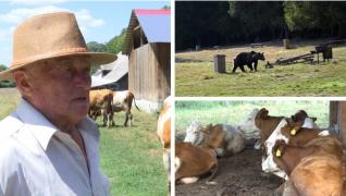 Urşii au provocat pagube de zeci de mii de euro, doar în Braşov. Păgubiţii aşteaptă banii de la stat: "Se dau, dar nu chiar repede"