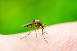 A fost confirmat al doilea caz de infectare cu virusul West Nile. Bărbat din Mureș, internat cu encefalită virală acută