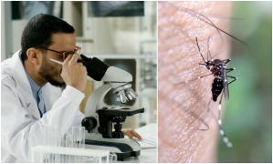 Ţara din Europa care sterilizează ţânţarii, pentru a nu mai transmite boli. Cercetătorii eliberează apoi insectele în natură