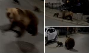 O ursoaică a băgat în sperieţi un bărbat ieşit la plimbare cu câinele, seara, pe o stradă din Buşteni. Coborâse pentru hrană şi era însoţită de un pui