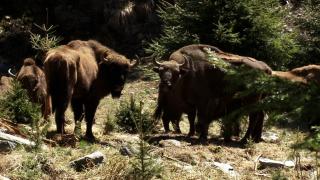 Se caută nume pentru un pui de zimbru. Concurs inedit în Parcul Natural Vânători Neamţ