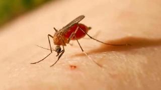 "Febra leneşului" a ajuns în Europa. Care sunt simptomele virusului răspândit de ţânţari și o specie de musculiţe