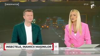 Cât de periculoase pot fi insectele pentru maşini