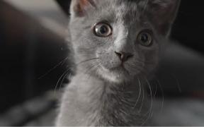 Cum să îţi ţii pisica în siguranţă în propria curte? Gardul "anti-evadare", tot mai popular