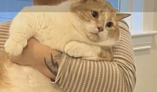 Adăpost inedit pentru pisici grase. Felinele sunt ajutate să slăbească şi să îşi găsească o familie