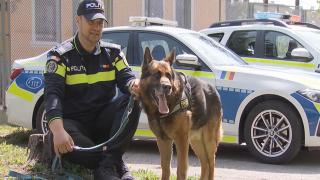 Dak şi Bliţ, căţeii eroi ai Poliţiei şi Jandarmeriei din România. Poveştile spuse de cei care i-au antrenat