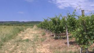 Viticultorii din Vrancea anunţă un an compromis. Producţie aproape 0 din cauza grindinei