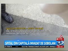 Imagini revoltătoare, filmate la Institutul de boli infecţioase „Matei Balş” din Capitală. Șobolanii se plimbă în voie prin curtea spitalului