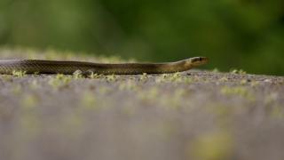 Pericol de vipere pe traseele montane. Din cauza caniculei, reptilele apar tot mai des în faţa turiştilor