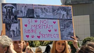 Acuzaţii grave pentru adăpostul de la Târgu Jiu, unde 60 de câini au fost omorâţi în stil barbar. Zeci de oameni au protestat în faţa prefecturii