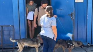 De ce sunt abandonate rapid animăluţele adoptate de tineri. "Dai de responsabilitate şi te sperie"