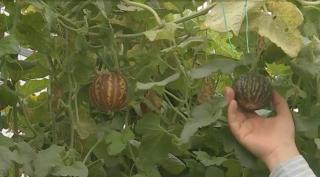 Fructul ciudat cu gust de îngheţată de vanilie. E originar din India, dar e cultivat la Buzău