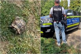 A găsit o țestoasă dobrogeană pe marginea străzii, a dus-o până acasă în Suceava și a pus-o la vânzare pe internet. Cine i-a văzut anunțul