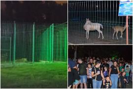 Peste o mie de vizitatori au petrecut o noapte la grădina zoologică din Bucov. Cei mici au fost fascinaţi de comportamentul animalelor