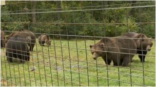 Unde se construieşte noul sanctuar pentru urşi. Rezervaţia va fi supravegheată video, iar animalele vor fi hrănite prin drone