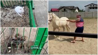 Au mers să caute un cal la Nuţu Cămătaru şi au dat peste maimuţe şi un cangur alb. 